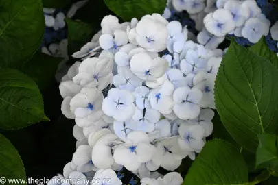 Hydrangea 'Libelle' white flowers with blue highlights.