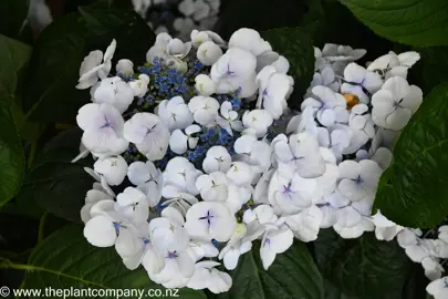 Hydrangea 'Libelle' lacecap white and blue flowers.