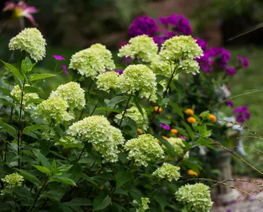 Hydrangea Little Lime plant in a garden with elegant lime-green flowers.