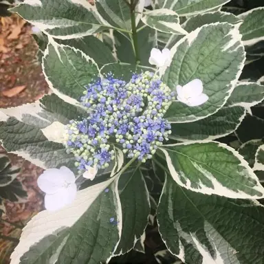 Hydrangea macrophylla 'variegata' blue flowers and variegated leaves.