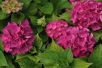 Hydrangea 'Madame Bardsee' dark pink flowers and green foliage.