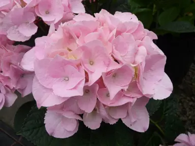 Hydrangea 'Madame Plumecoq' pink flower.