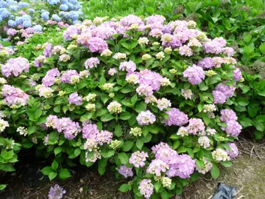 Hydrangea 'Madame Plumecoq' shrub with pink flowers.