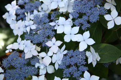 Hydrangea 'Mariesii' blue flowers.
