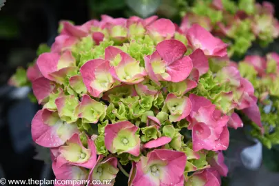 hydrangea-masja-