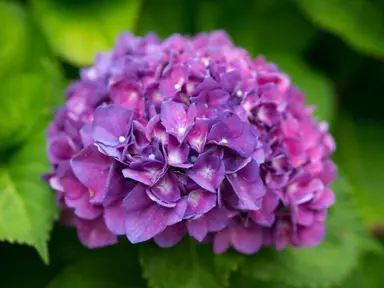 Hydrangea 'Merritts Supreme' purple flower.