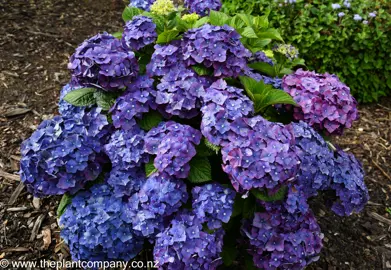 Hydrangea Montgomery plant with purple and blue flowers.