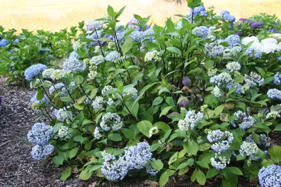 Hydrangea 'Nigra' shrub with blue flowers.