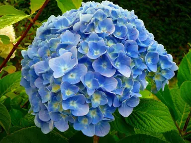 Hydrangea 'Nikko Blue' blue flowers.