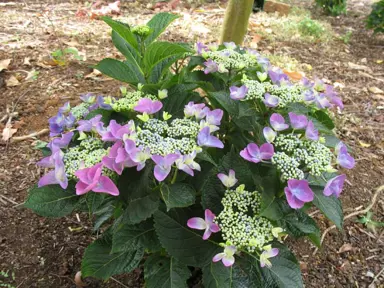 Hydrangea 'Nizza' shrub with pink and blue flowers and lush green foliage.