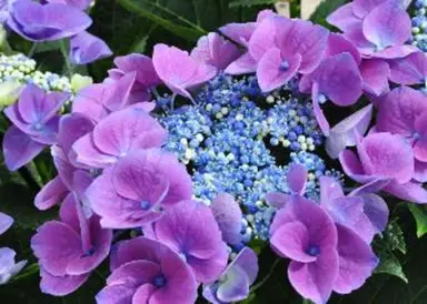 Hydrangea 'Nizza' pink and blue flowers.