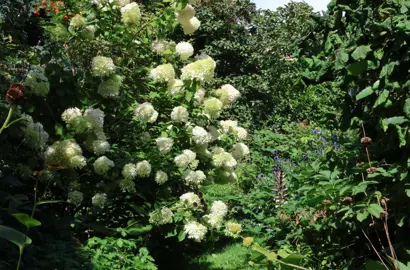 A large Hydrangea paniculata (Panicle Hydrangea) with lush foliage and white flowers in a shrub garden.