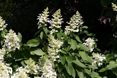 Hydrangea paniculata shrub with white flowers.