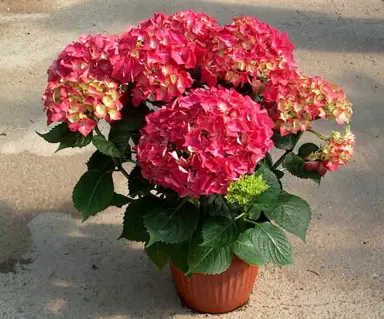 hydrangea-paris-red-