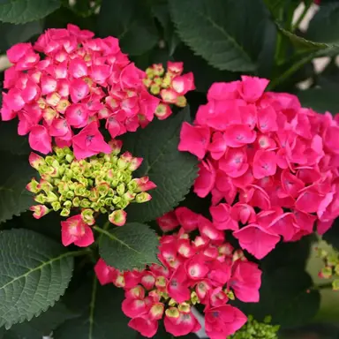 hydrangea-paris-1