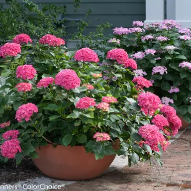 hydrangea-paris-2