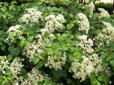 Hydrangea petiolaris white flowers and green foliage.