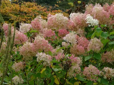 Hydrangea Phantom with pink and white flowers.