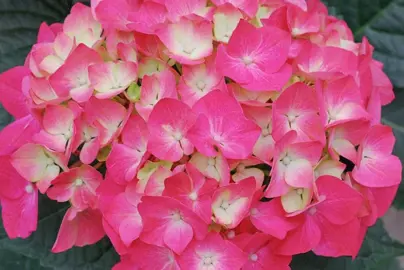 hydrangea-pia--1