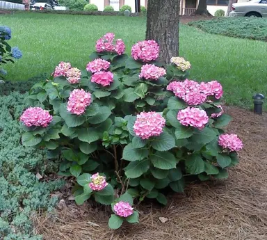 hydrangea-pia-