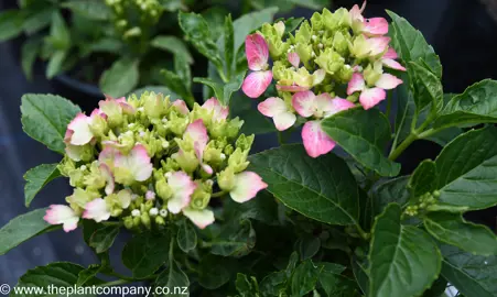 hydrangea-macrophylla-piamina--1