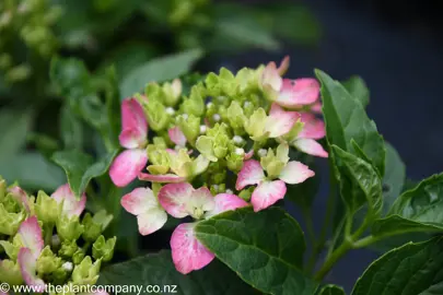 hydrangea-macrophylla-piamina-