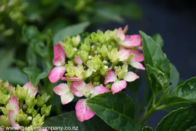 hydrangea-piamina-