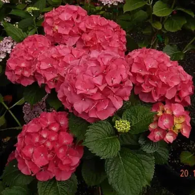 Hydrangea President Doumier' pink flowers.