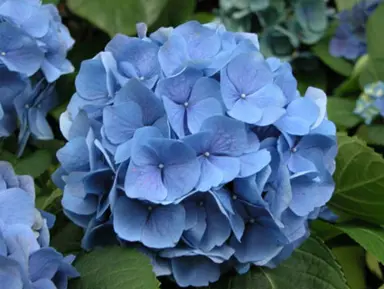 Hydrangea President Doumier' blue flowers.