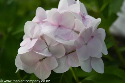 Hydrangea Princess Juliana white flowers with pink tones.