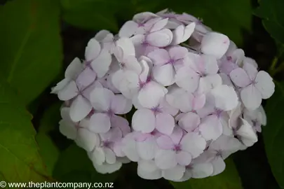 Pretty Hydrangea Princess Juliana white flowers with pink tones.