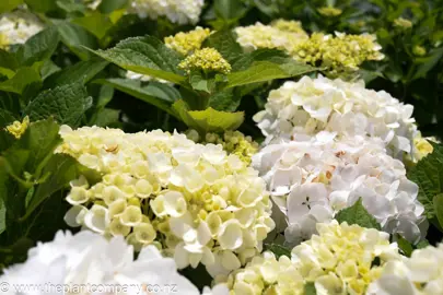 Hydrangea Princess Juliana young, cream coloured flowers.