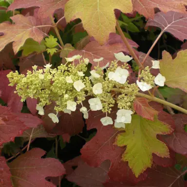 Hydrangea quercifolia Burgundy foliage with a white flower.
