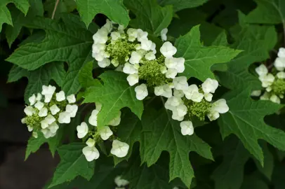 Hydrangea quercifolia shrub with green foliage and white flowers.