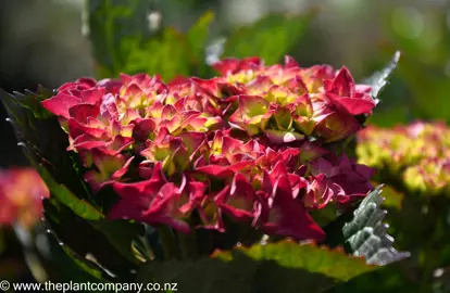 hydrangea-raspberry-crush-