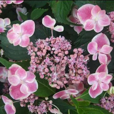 Hydrangea 'Reiko' pink flower.