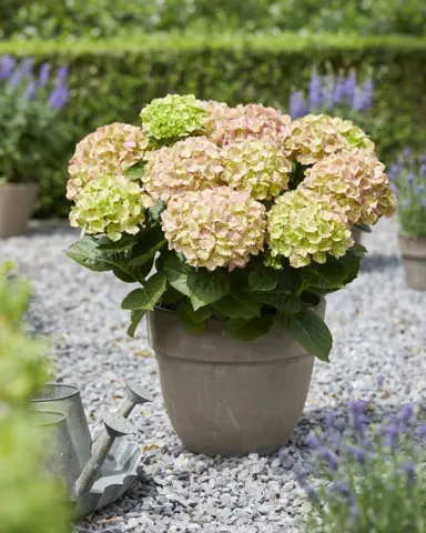 Hydrangea Rembrandt Bella Pesche plant with colourful flowers.