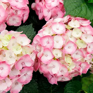 Hydrangea Rembrandt Dolce Chic plant with elegant pink and white flowers.