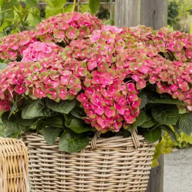 Hydrangea Rembrandt Rosso Glory plant with pink and green flowers against lush foliage.