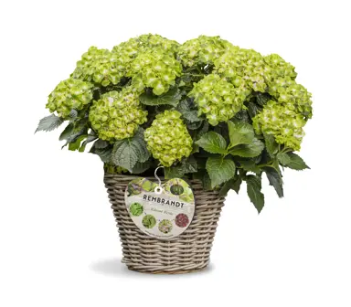 Hydrangea Rembrandt Vibrant Verde with green flowers growing in a pot.