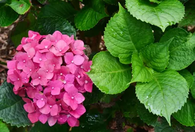 Hydrangea Rose Supreme large and showy pink flower and lush green foliage.