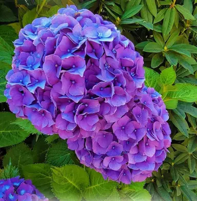 Hydrangea Royal Purple flowers against lush, green foliage.