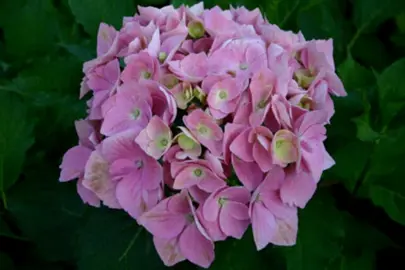 Hydrangea 'Schadendorf Pearl' pink flowers.