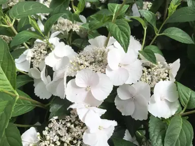 Hydrangea Snow White flowers against dark green foliage.