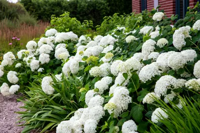 Hydrangea 'Snowball' (White Mophead) plant with lush green foliage and elegant, white flowers in a garden.