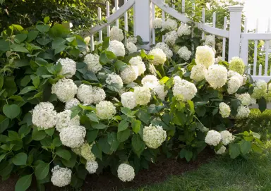 hydrangea-snowball-