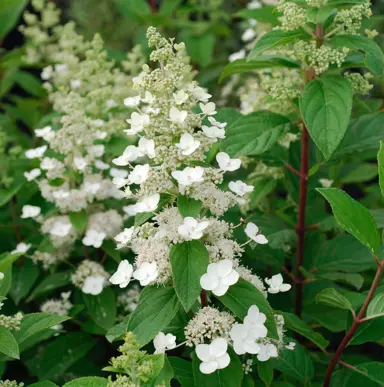 Hydrangea 'Tardiva' white flowers and dark green foliage.