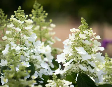 Hydrangea 'Tardiva' white flowers.
