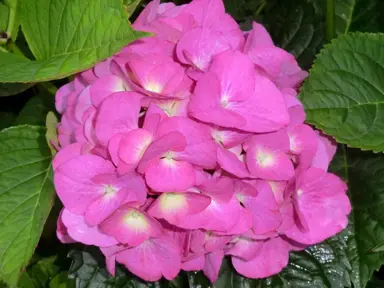 Hydrangea 'Todi' pink flower.