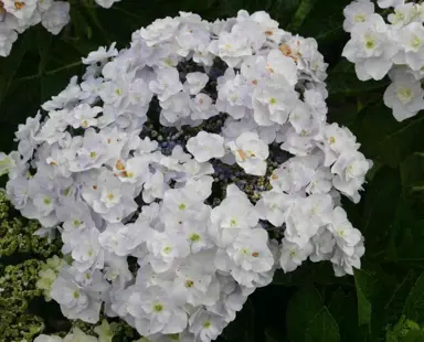 hydrangea-trophy-